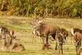 Red Deer Stag with hinds