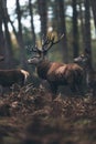 Red deer stag and hinds in a fall pine forest.