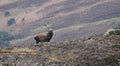 Red Deer Stag