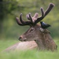 Red Deer Stag with Jackdaw Royalty Free Stock Photo