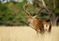Red deer stag with a jackdaw sitting on the back Royalty Free Stock Photo