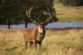 A Red deer stag with large antlers facing the camera