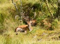 Red Deer stag Royalty Free Stock Photo