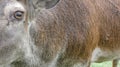 Red deer stag looking into the camera on a beautiful summer day