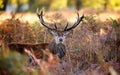 A Red deer stag