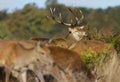 Red deer stag looking at hinds during rutting season Royalty Free Stock Photo