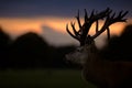 Red Deer Stag Looking Into Sunset Royalty Free Stock Photo