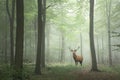 Red deer stag in Lush green fairytale growth concept foggy fores
