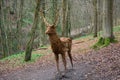 Red deer stag made from willow sculpture by Anna Cross