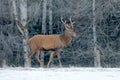 Red deer stag, majestic powerful adult animal with antlers outside wintery forest, Czech. Wildlife from Europe.