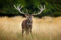 Red deer stag, majestic powerful adult animal outside autumn forest. Big animal in the nature forest habitat, Denmark. Wildlife sc Royalty Free Stock Photo