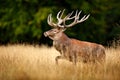 Red deer stag, majestic powerful adult animal outside autumn forest. Big animal in the nature forest habitat, Denmark. Wildlife sc