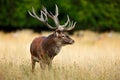 Red deer stag, majestic powerful adult animal outside autumn forest. Big animal in the nature forest habitat, Denmark. Wildlife Royalty Free Stock Photo