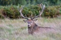 Red deer, Cervus elaphus