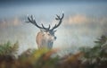 Red deer stag on a misty autumn morning Royalty Free Stock Photo