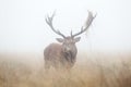 Red deer stag on a misty autumn morning Royalty Free Stock Photo