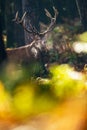Red deer stag in moisty fall forest.