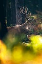 Red deer stag in moisty fall forest.