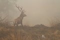 Red deer stag in morning fog Royalty Free Stock Photo