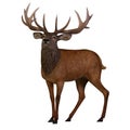 Red Deer Stag in Europe isolated on white