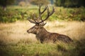 Red Deer Stag Royalty Free Stock Photo