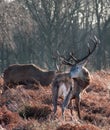Red deer stag portrait in forest landscape Royalty Free Stock Photo