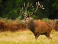 Red Deer stag in the rain Royalty Free Stock Photo
