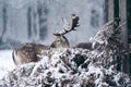 Red Deer Stag Resting In Fern On A Frosty Snowy Sunday Winter Morning