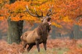 Majestic Red Deer Stag Roaring in Autumn Forest Royalty Free Stock Photo