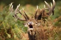 Red deer stag roaring with ferns draped around its antlers Royalty Free Stock Photo