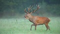 Red deer stag roaring in mating season Royalty Free Stock Photo