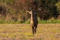 Red deer stag roaring on a meadow in rutting season. Royalty Free Stock Photo