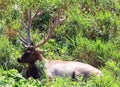 Red deer stag is ruminant, Royalty Free Stock Photo