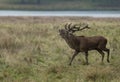 red deer stag running and calling