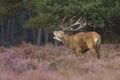 Red deer stag Royalty Free Stock Photo