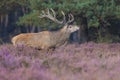 Red deer stag Royalty Free Stock Photo