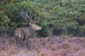 Red deer stag Royalty Free Stock Photo