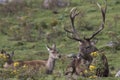 Red deer stag rutting, Cervus elaphus, scotland, autumn Royalty Free Stock Photo