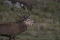 Red deer stag rutting, Cervus elaphus, scotland, autumn Royalty Free Stock Photo