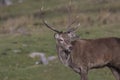 Red deer stag rutting, Cervus elaphus, scotland, autumn Royalty Free Stock Photo