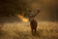 Red Deer stag during rutting season with breath condensing at dawn Royalty Free Stock Photo