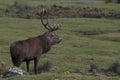 Red deer stag rutting, Cervus elaphus, scotland, autumn Royalty Free Stock Photo