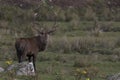 Red deer stag rutting, Cervus elaphus, scotland, autumn Royalty Free Stock Photo