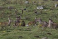 Red deer stag rutting, Cervus elaphus, scotland, autumn Royalty Free Stock Photo