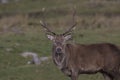 Red deer stag rutting, Cervus elaphus, scotland, autumn Royalty Free Stock Photo