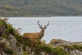 Red Deer Stag in Scotland Royalty Free Stock Photo