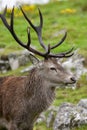 Red Deer Stag - Scottish Highlands Royalty Free Stock Photo
