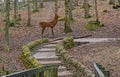 Red deer stag made from willow in woodland, sculpture by Anna Cross