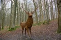 Life size Willow red deer stag sculpture by Anna Cross