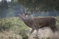 Red deer stag in seach of a female Royalty Free Stock Photo